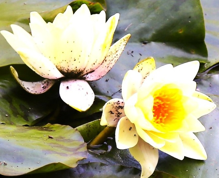 Seerosen im Weiher des Pema Choling